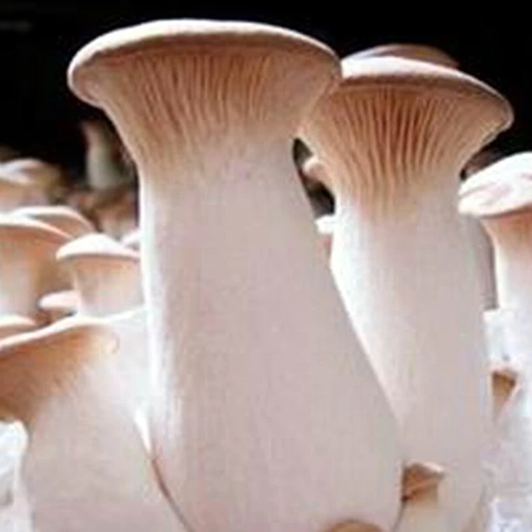 Cultivating Fresh Pleurotus Eryngii Cortadora Mushroom
