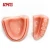 Import Dental Suture Model Medical Training Doctor Dentist Suture Pad Practice Dental Suturing and Implants from China