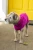 Import dog sweater 100% cashmere dog clothing from China