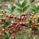 Dried prickly ash sichuan Chinese prickly ash pepper spices