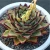 Import Echeveria agavoides ebony popular natural plants with red edge real succulents ornamental plants live from China