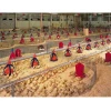 Egg chicken poultry farm house design for layers briolers chicken cage
