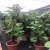 Import Ficus Lyrata bonsai in door plants live plants from China
