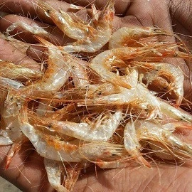 First Quality Sun Dried Shrimp / Dry Shrimps / Fish Food Prawns