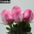 Import Flower Garden Drawing High Quality Fresh Cut Flowers Like Rose from China
