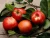 Import Fresh Apples from Ukraine from Ukraine