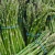 Import Fresh Asparagus High Quality From Thailand from Thailand