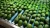 Import Fresh Avocado / Hass Avocado, Fuerte Avocado from South Africa