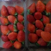 FRESH BERRIES FOR SALE