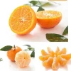 Fresh Bulk Mandarin Orange Citrus Fruit With Great Price 2.5-3cm 3-4.5cm 4.5-6cm Specification