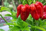 Fresh Capsicum