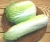 Import FRESH CELERY CABBAGE from South Africa