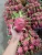 Import FRESH DRAGON FRUIT - HIGH QUALITY ORGANIC FRUIT FROM VIETNAM from China