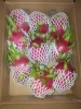 FRESH DRAGON FRUIT - HIGH QUALITY WITH BEST PRICE