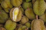 Fresh Durian Fruits