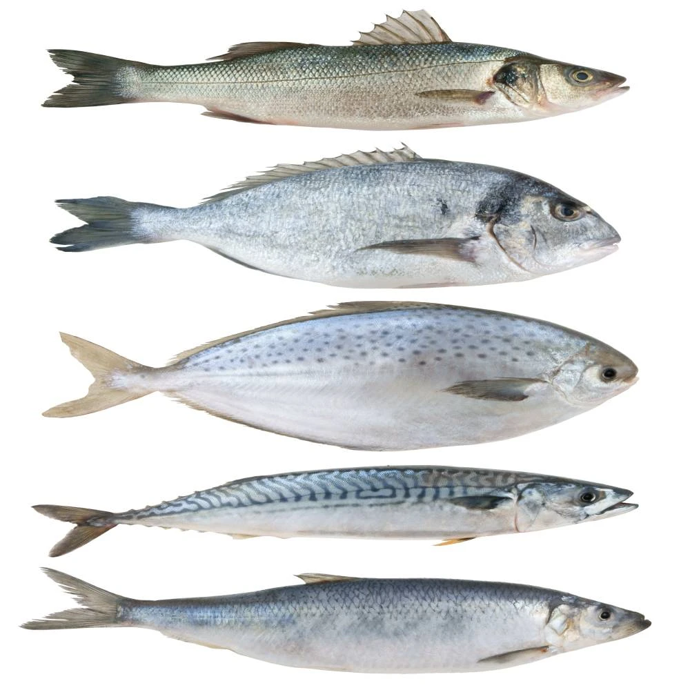 Fresh fish and seafood in bulk from manufacturer