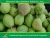 Import Fresh Fragrant Pear from China