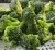 Import fresh frozen  Broccoli from China
