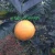 Import Fresh orange fruit yellow for exporting oranges from Vietnam