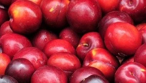 fresh plum price , Fresh Black Plums , Fresh plums for sale