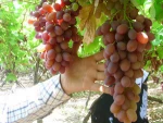 Fresh Red Globe Grapes