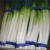 Import FRESH SCALLIONS / FRESH AND DRIED from South Africa