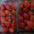 Import Fresh Strawberry, Frozen Strawberry, Berries Fresh Berries Fruits from Canada