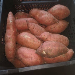 fresh sweet holland potato with high protein