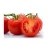 Import fresh tomatoes from South Africa
