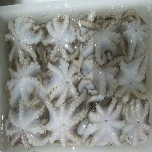 FROZEN BABY OCTOPUS OF HIGH QUALITY