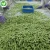 Frozen Green Soybean For Buyers
