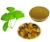 Import GBE Ginkgo Biloba extract for Respiratory problem from China