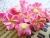 Import Handmade 15mm mix colors polymer ceramic clay plumeria flowers wholesales. from China