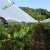Import HDPE reinforced greenhouse plastic waterproof woven film with UV resistant in agriculture products,cherry cover rains proof film from China