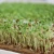 Hemp grow mat 100% natural jute fibre biodegradable seed tray microgreen trays
