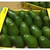 High quality Fresh Avocado ( Hass & Fuerte ) competitive price