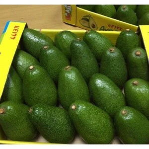High quality Fresh Avocado ( Hass & Fuerte ) competitive price
