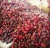 Import High Quality Fresh Cherries for Importers from South Africa