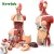 Import High Quality Medical Mini 15 Parts 26cm Human Body Anatomical Torso Model from China
