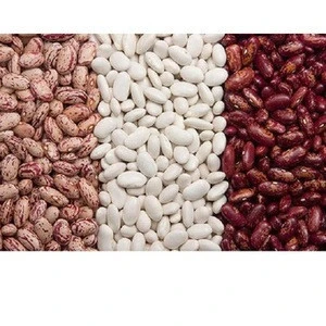 High Quality Pinto Beans Fresh Good Quality Light Speckled Kidney Beans