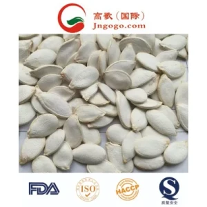 High Quality Snow White Pumpkin Seeds Large Supplier