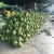 Import Hight Quality Fresh Coconut Organic From Thailand from Thailand