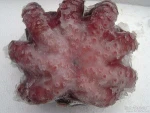 home salad --- frozen marianted Octopus---sushi