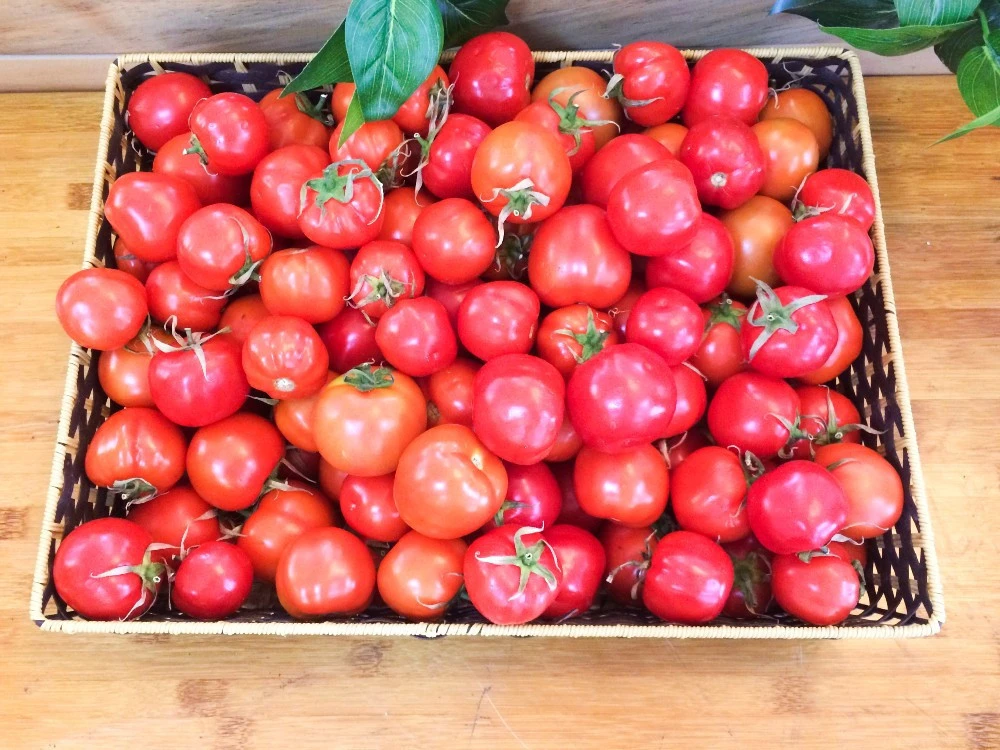 HOT SALE !!! Cherry tomatoes with sweet taste (Lam Son)