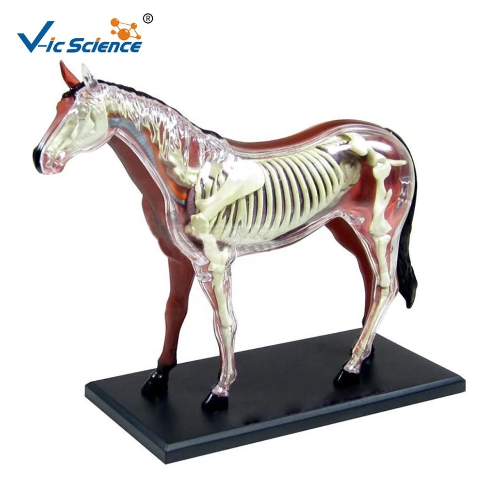 Hot selling 4D plastic horse muscle skeleton model anatomical models with animals medical teaching aids model