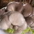 Import IQF Wholesale Bulk Vegetables Brand Oyster mushroom Style Storage Packing Factory Price from China