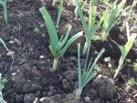 Japanese Garlic /Ajo / Fresh Garlic/ Top Quality Natural Garlic/