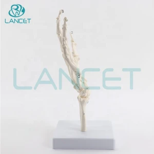 LANCET 2020Joint model Medical education plastic Hand model High quality Teaching Life size hand model