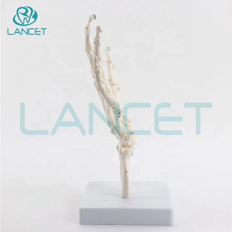 LANCET 2020Joint model Medical education plastic Hand model High quality Teaching Life size hand model