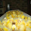 Live healthy Ostrich Chicks for sale / Red &amp; black neck Ostrich chicks